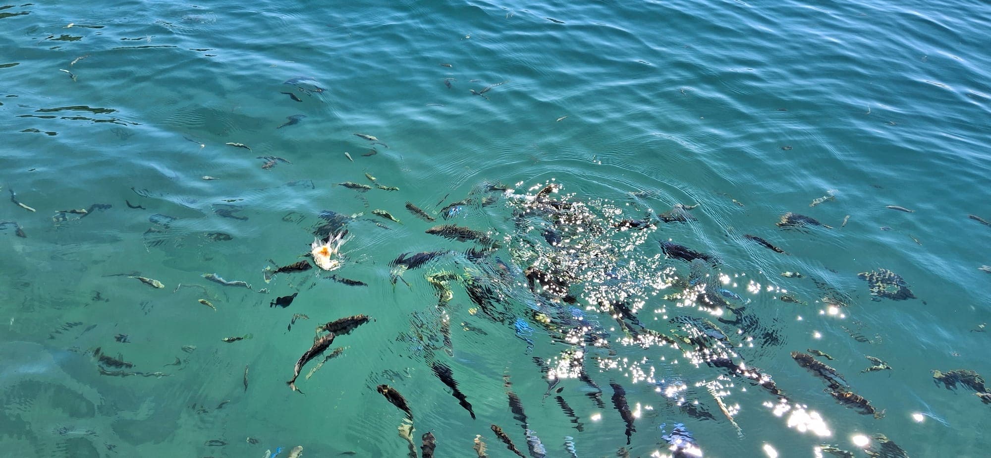 Feeding the cichlids in the shallows