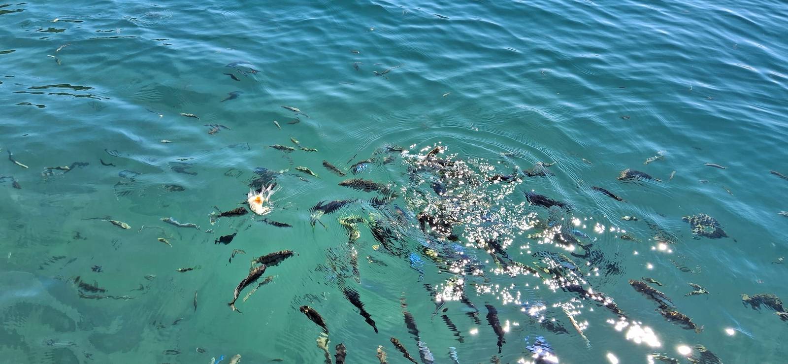 Snorkelling with cichlids at Cape Maclear, Lake Malawi